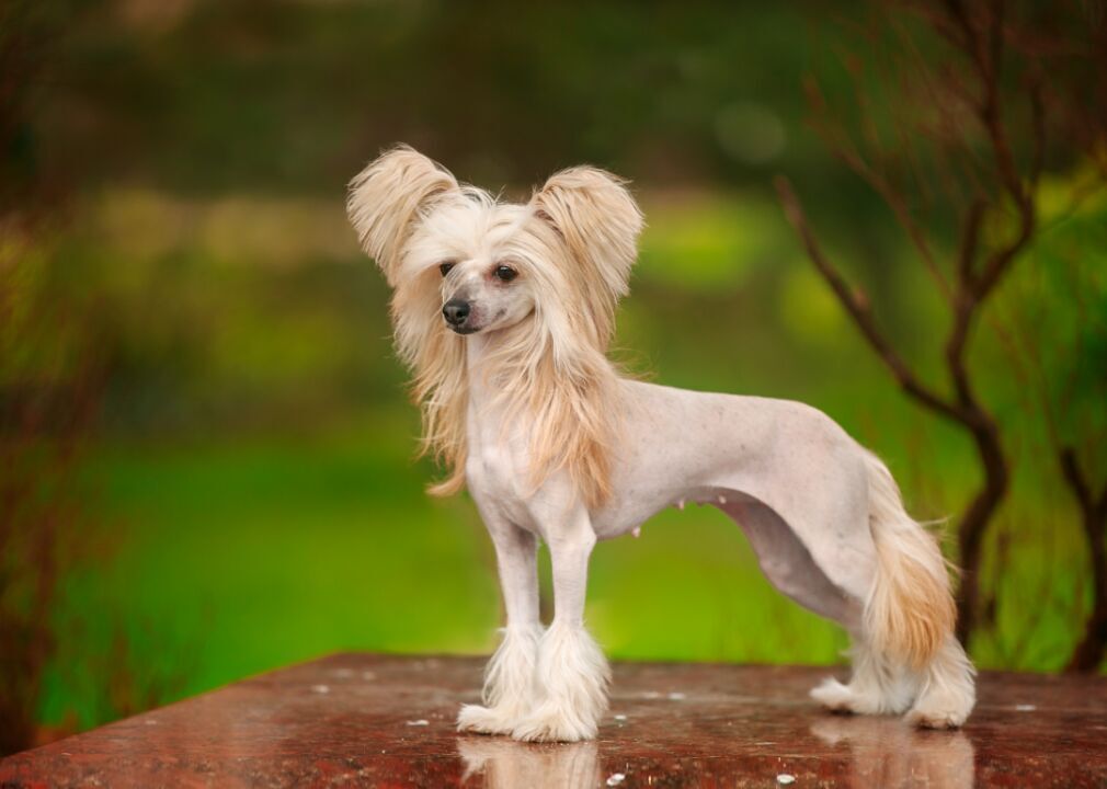 Chinese crested